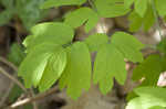 Blue cohosh